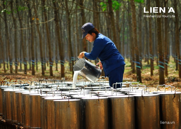 Natural Latex Harvest