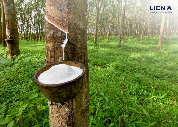 Vietnamese rubber plantation