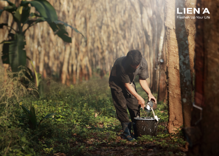 Organic Rubber Plantation